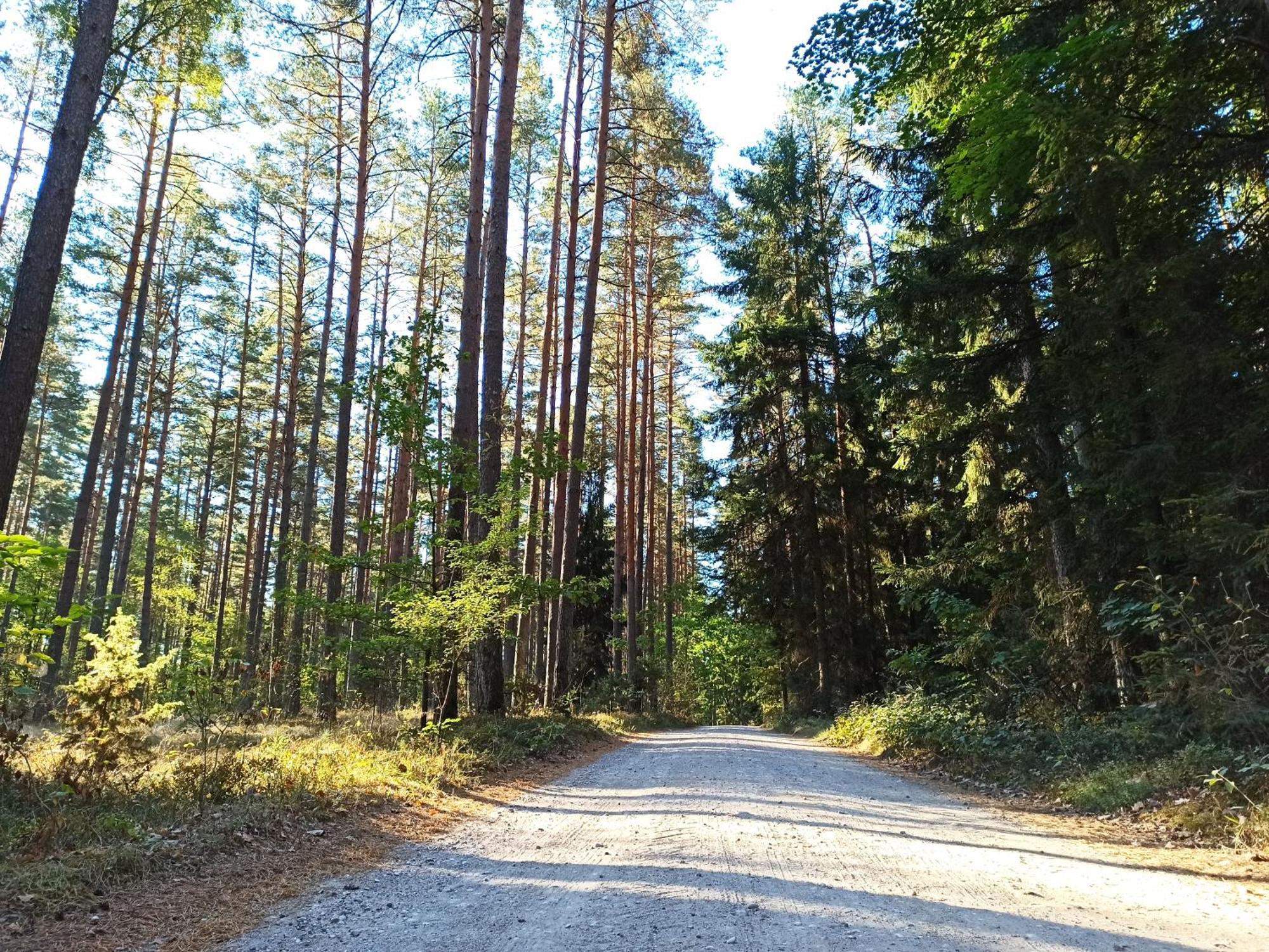 Mazurska Lesniczowka Nowy Zyzdroj Bed and Breakfast Eksteriør billede